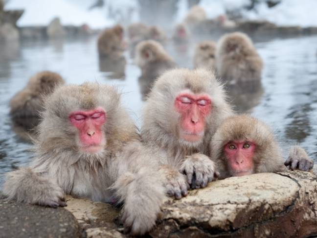 Beginners guide to japan harry monkeys in a bath