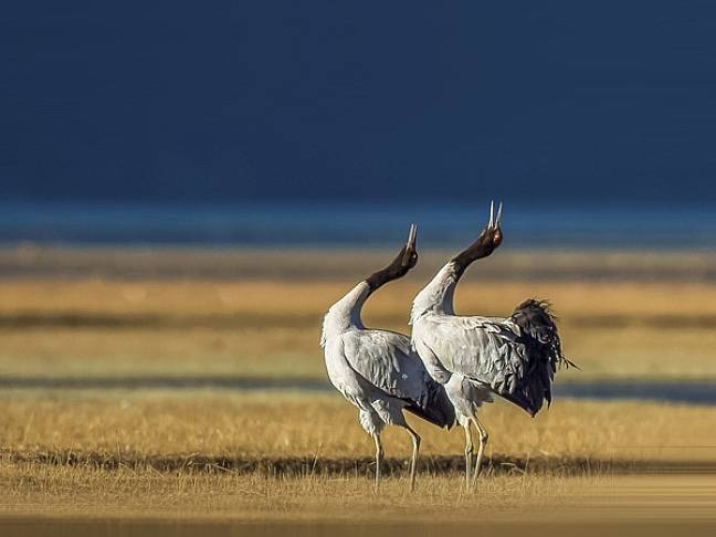 Best places to visit bhutan black necked cranes 600x450