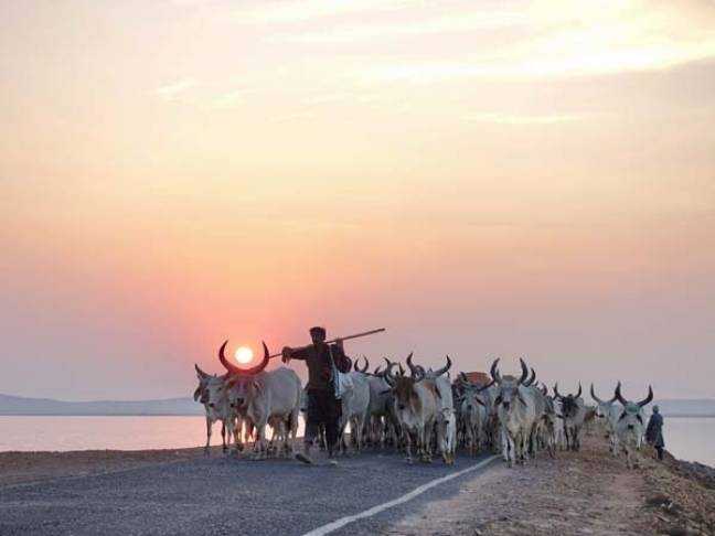 Colours of india gujarat Great Rann of Kutch 600x450