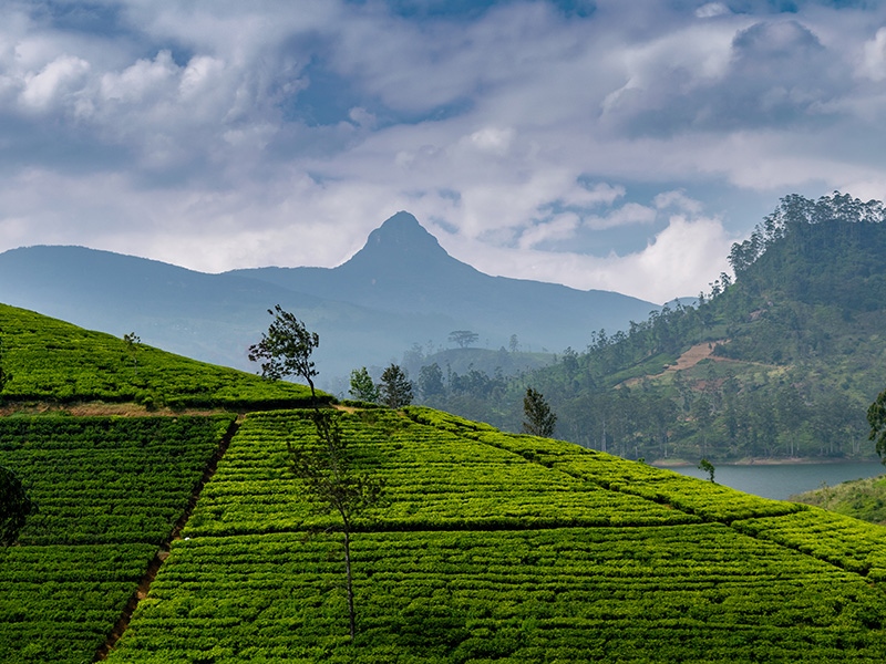 Adam's Peak