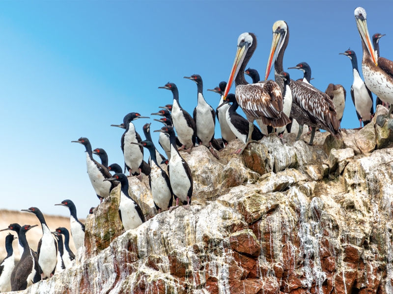 The Ballestas Islands