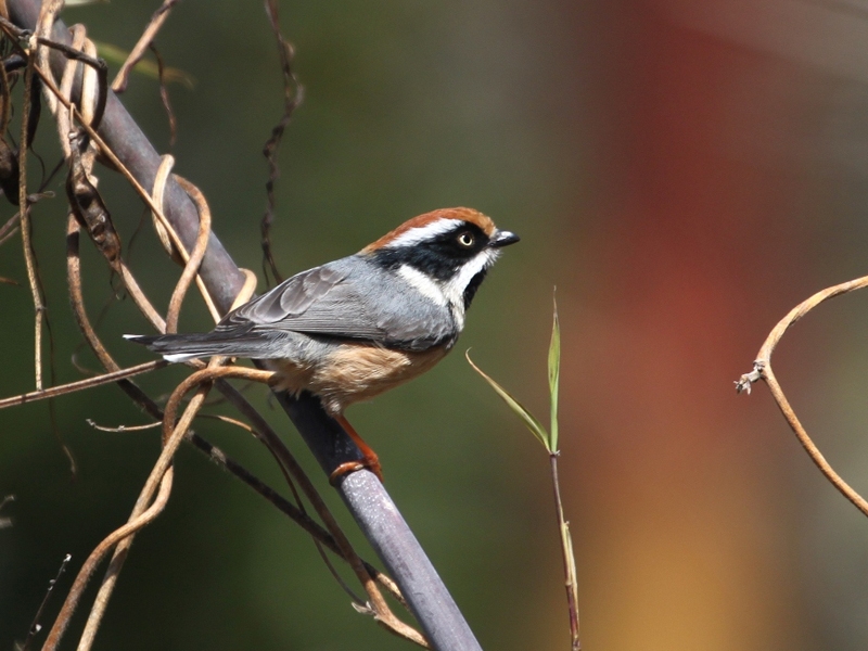 Koshi Tappu Wildlife Reserve