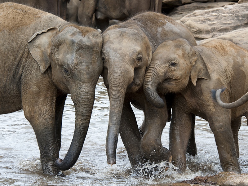 Minneriya National Park