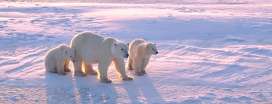 Polar Regions