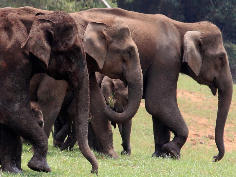 Periyar