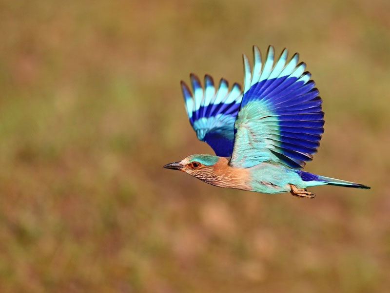 Bandhavghar National Park