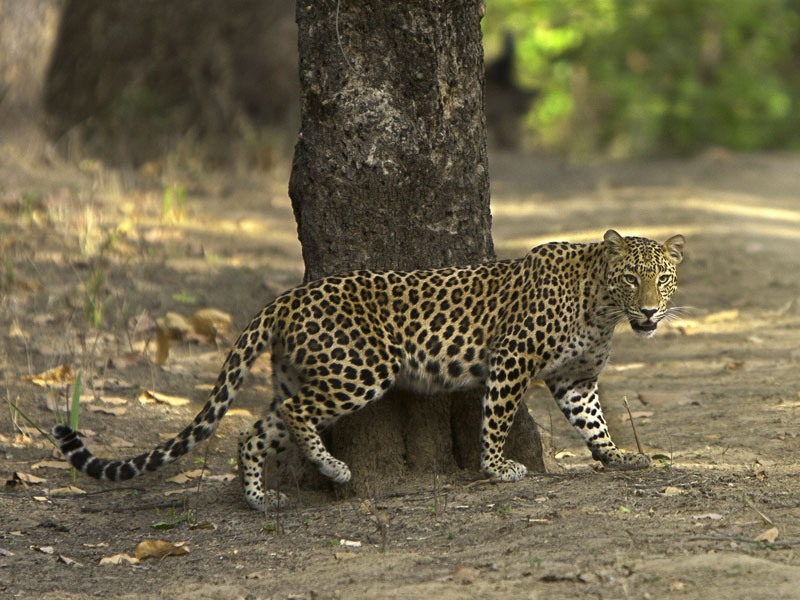 Pench National Park