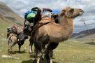 Trek support camels