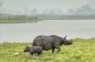 Rhinos at Kaziranga National Park