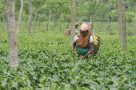 Tea picker in Assam