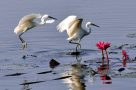 Egrets at Kaziranga National Park