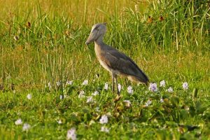 Shoebill stork, Ziwa Rhino Sanctuary