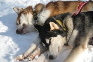 Resting huskies