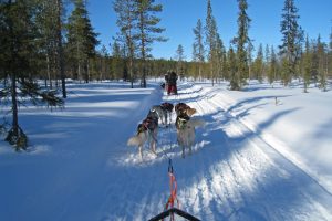 Sledding into the forest