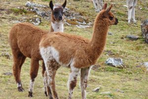 Llamas in Quishuarani