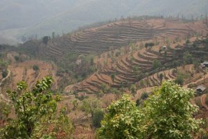 Hillside terraces near Bandipur, Nepal. Image by P Morgan