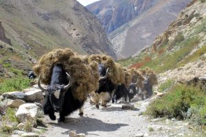 Yaks carrying hay