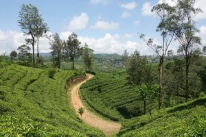 Pekoe Trail through Loolecondera Tea Estate