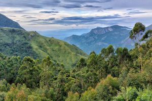 Gentle walking wildlife kerala Top Valley Trek Munnar