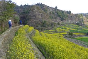 Mustard fields village walk