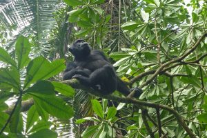 Chimpanzee, Kibale Forest National Park