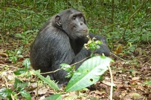 Chimpanzee, Kibale Forest National Park