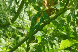 Three-horned Chameleon, Rwenzori Mountains National Park