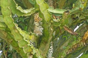 Leopard, Queen Elizabeth National Park