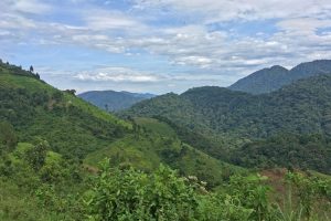 Walk to Nkuringo, Bwindi Impenetrable Forest