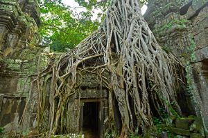 Ta Prohm, Cambodia. Image by A Palmer