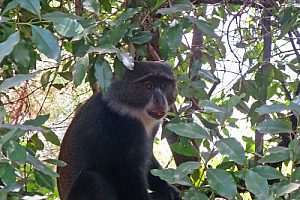 Wildlife on trek - Blue monkey. Image by H Gray