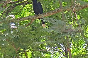 Bird life on trek - Hornbill. Image by Mr & Mrs Church