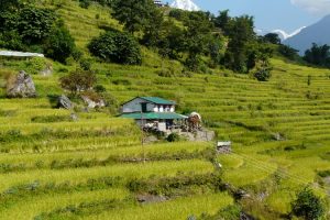 On trek in the Annapurnas. Image by A Shillan