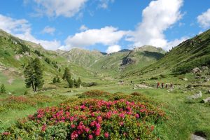 Spring flowers in the Cerces Valley