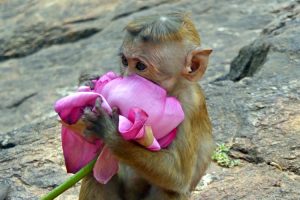 Monkey at the sacred mountain, Mihintale