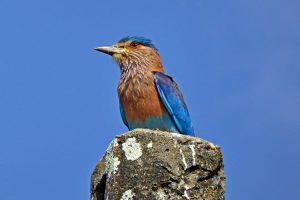 Indian roller spotted on Velgam Vihara walk