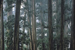 Okuno Cemetery, Mount Koya. Image courtesy of ©Wakayama Prefecture/©JNTO