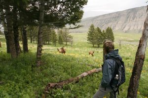 Elk on the Beaver Ponds trail, Yellowstone