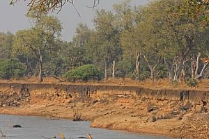 Safari wildlife - lions. Image by J Limburn-Turner