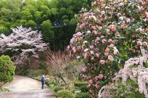 Nakasendo trail. Image by H Paul