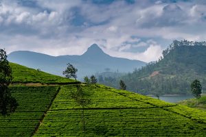 Adam's Peak