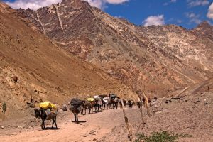 Pony train on trek to Skiu. Image by R. Hull