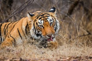 Ranthambore NP