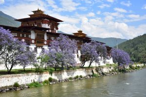 Jacaranda trees at Punakha Dzong