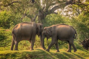 Uda Walawe National Park