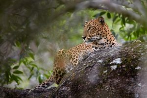 Yala National Park