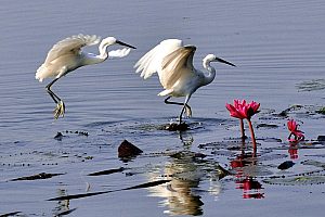 Egrets at Kaziranga National Park, Assam