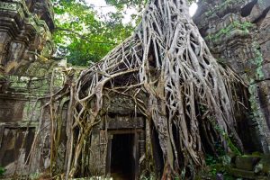 Ta Prohm Temple, Angkor Wat