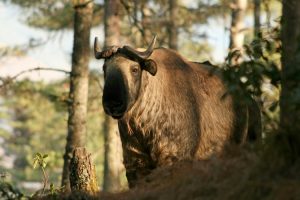 Bhutan wildlife - Takin