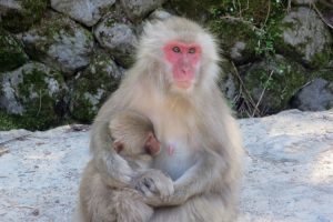 Snow monkeys of Yudanaka Onsen. Image by H Gray